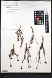 Eriogonum fasciculatum var. flavoviride image