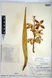 Yucca capensis image