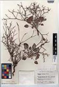 Eriogonum austrinum image