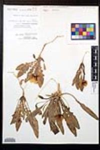 Oenothera primiveris subsp. primiveris image