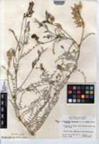 Astragalus magdalenae var. niveus image