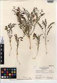 Astragalus insularis var. insularis image