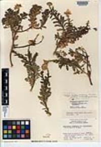Machaeranthera incisifolia image