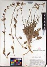 Lyrocarpa coulteri var. apiculata image