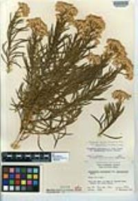 Ericameria parishii var. peninsularis image