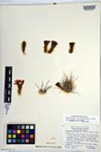 Echinocereus mombergerianus image