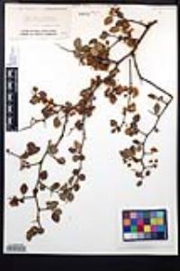 Prunus fremontii image