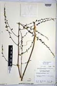 Hooveria parviflora image