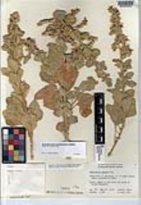 Sphaeralcea palmeri image