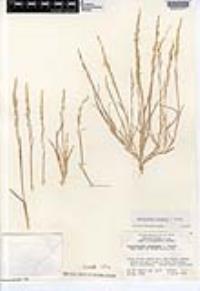 Muhlenbergia brandegeei image