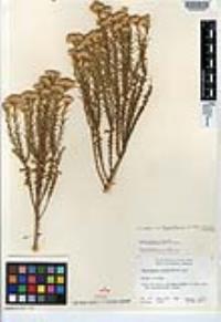 Ericameria cooperi var. bajacalifornica image
