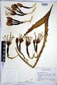 Agave shawii subsp. goldmaniana image