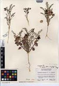 Astragalus insularis var. quentinus image