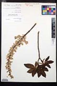 Aesculus parryi image