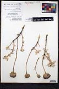 Salvia chionopeplica image