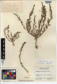 Chenopodium flabellifolium image