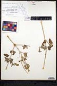 Salvia platycheila image
