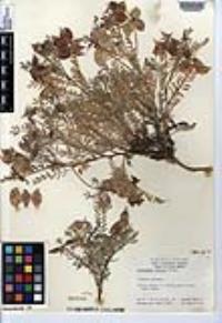 Astragalus gruinus image