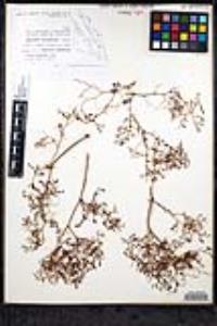 Eriogonum galioides image