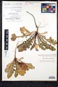 Streptanthus carinatus subsp. arizonicus image