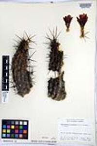 Echinocereus brandegeei image