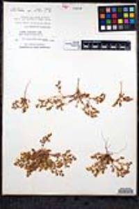 Chorizanthe procumbens image