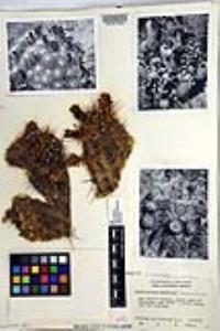Echinocereus polyacanthus var. pacificus image