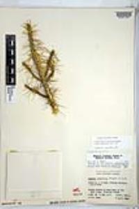 Cylindropuntia waltoniorum image
