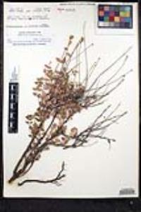 Monardella lagunensis subsp. mediopeninsularis image