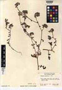 Phacelia pauciflora image