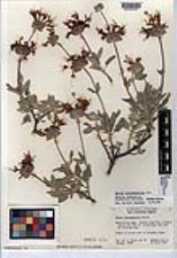 Salvia chionopeplica image