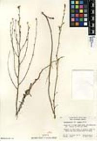 Stephanomeria virgata image