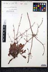 Eriogonum pilosum image