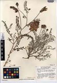 Astragalus harbisonii image