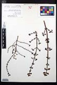 Clinopodium ganderi image