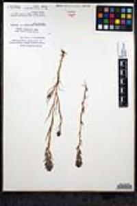 Castilleja densiflora subsp. gracilis image