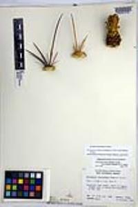 Ferocactus rectispinus image