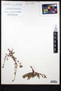 Plagiobothrys collinus var. gracilis image