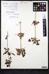 Clematis pauciflora image