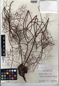 Eriogonum pilosum image