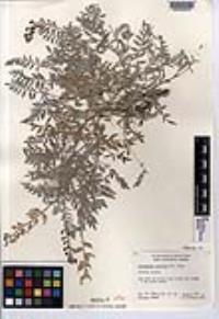 Astragalus prorifer image