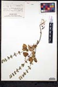 Salvia tiliifolia image