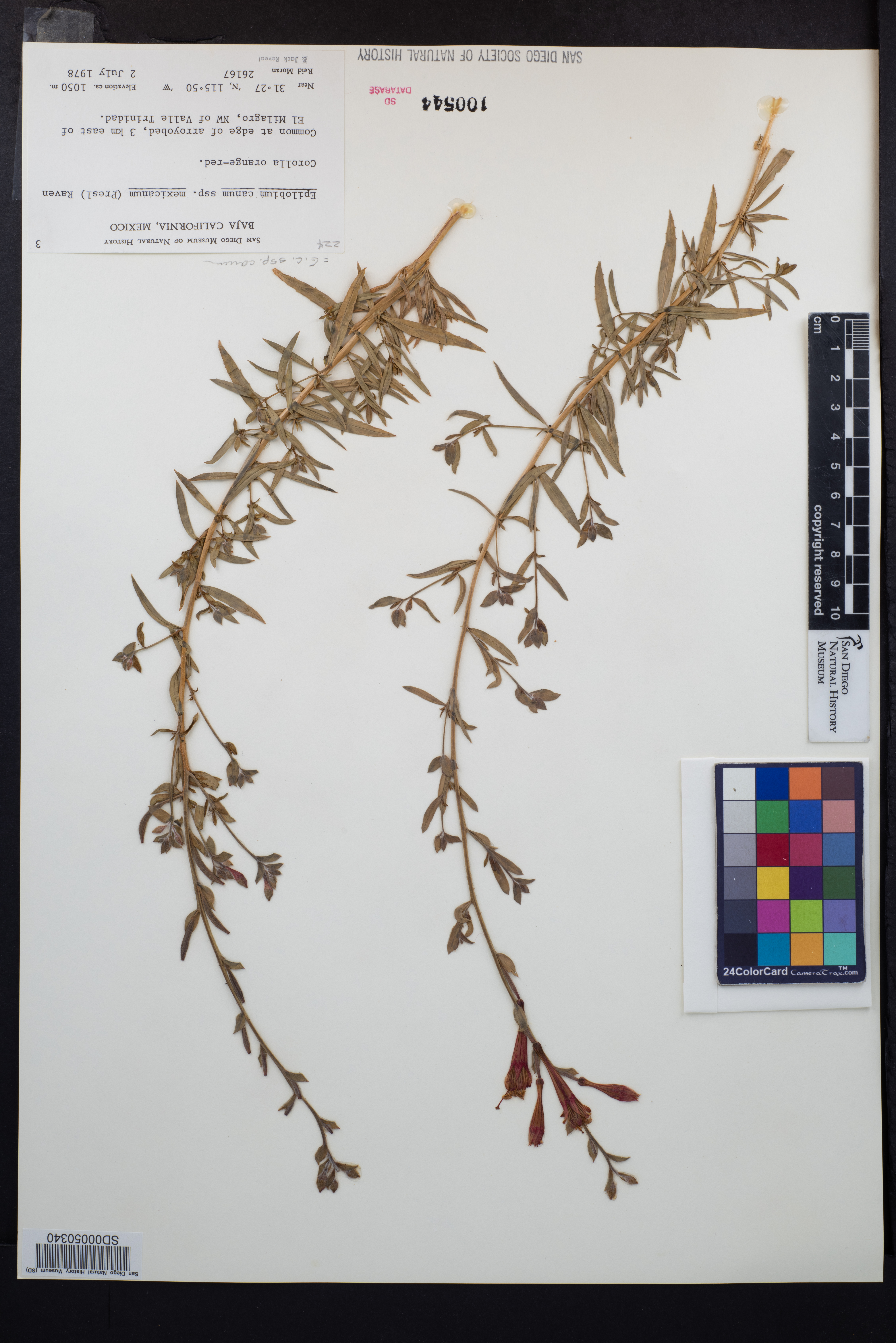 Epilobium canum subsp. canum image