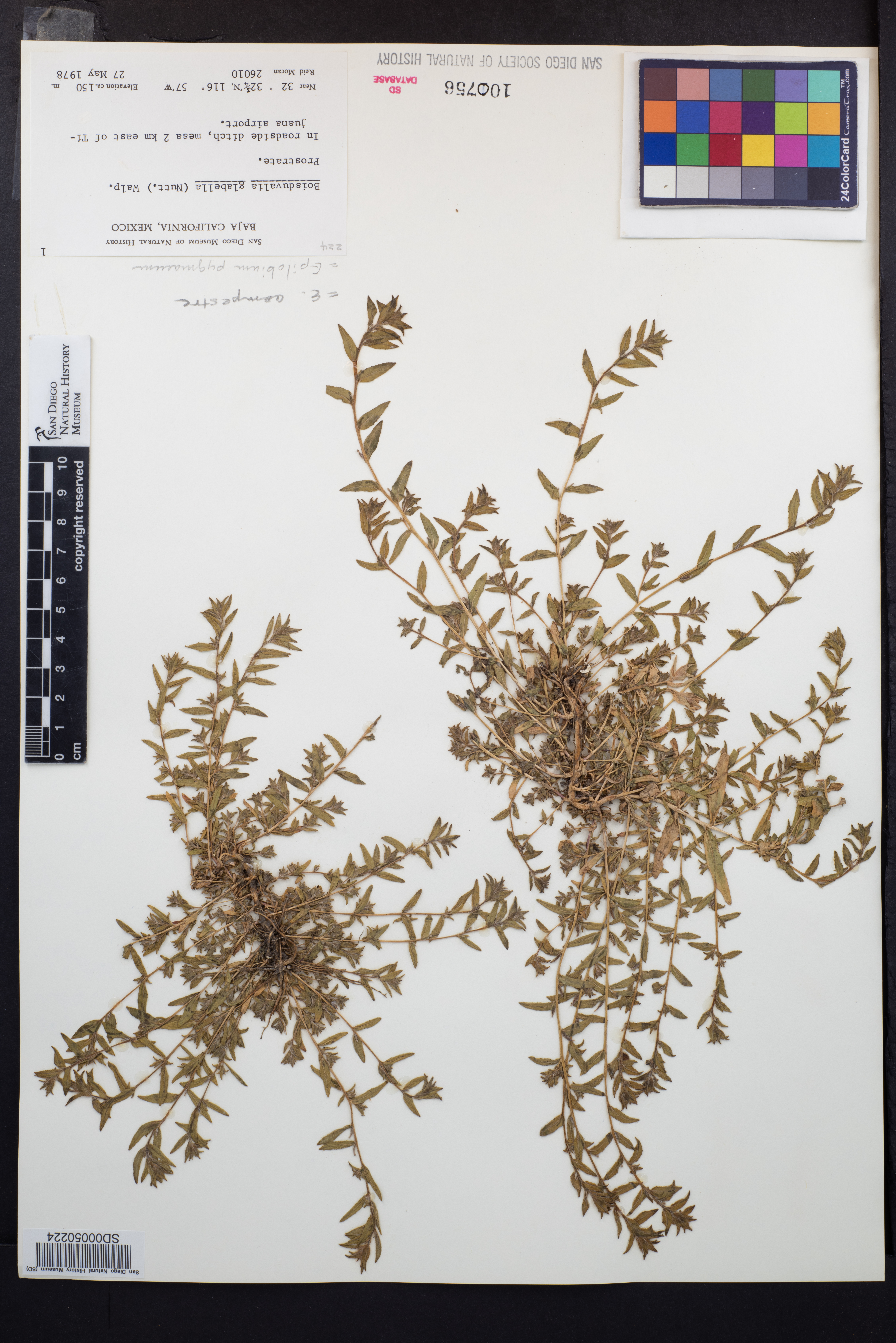 Epilobium pygmaeum image