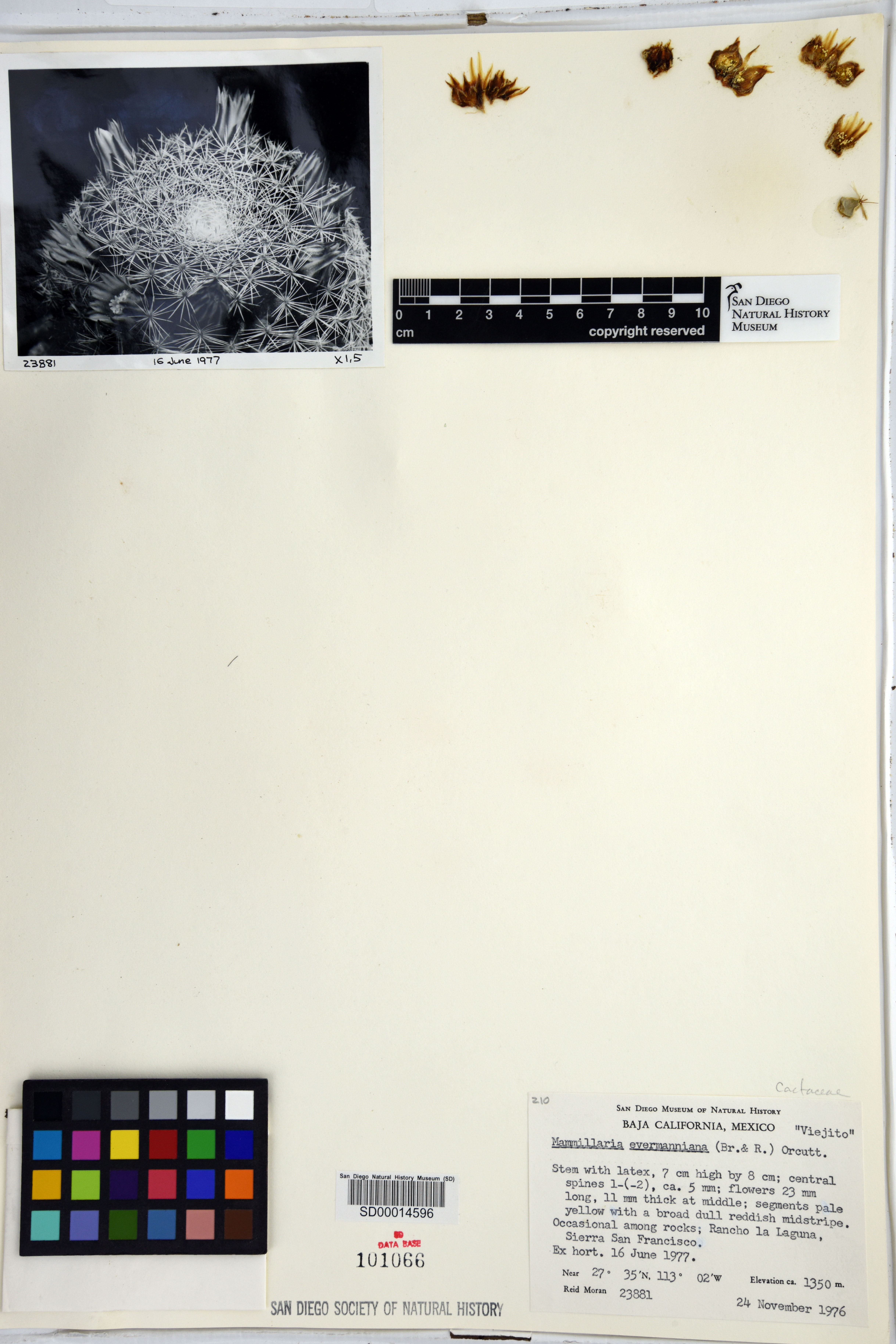 Mammillaria evermanniana image