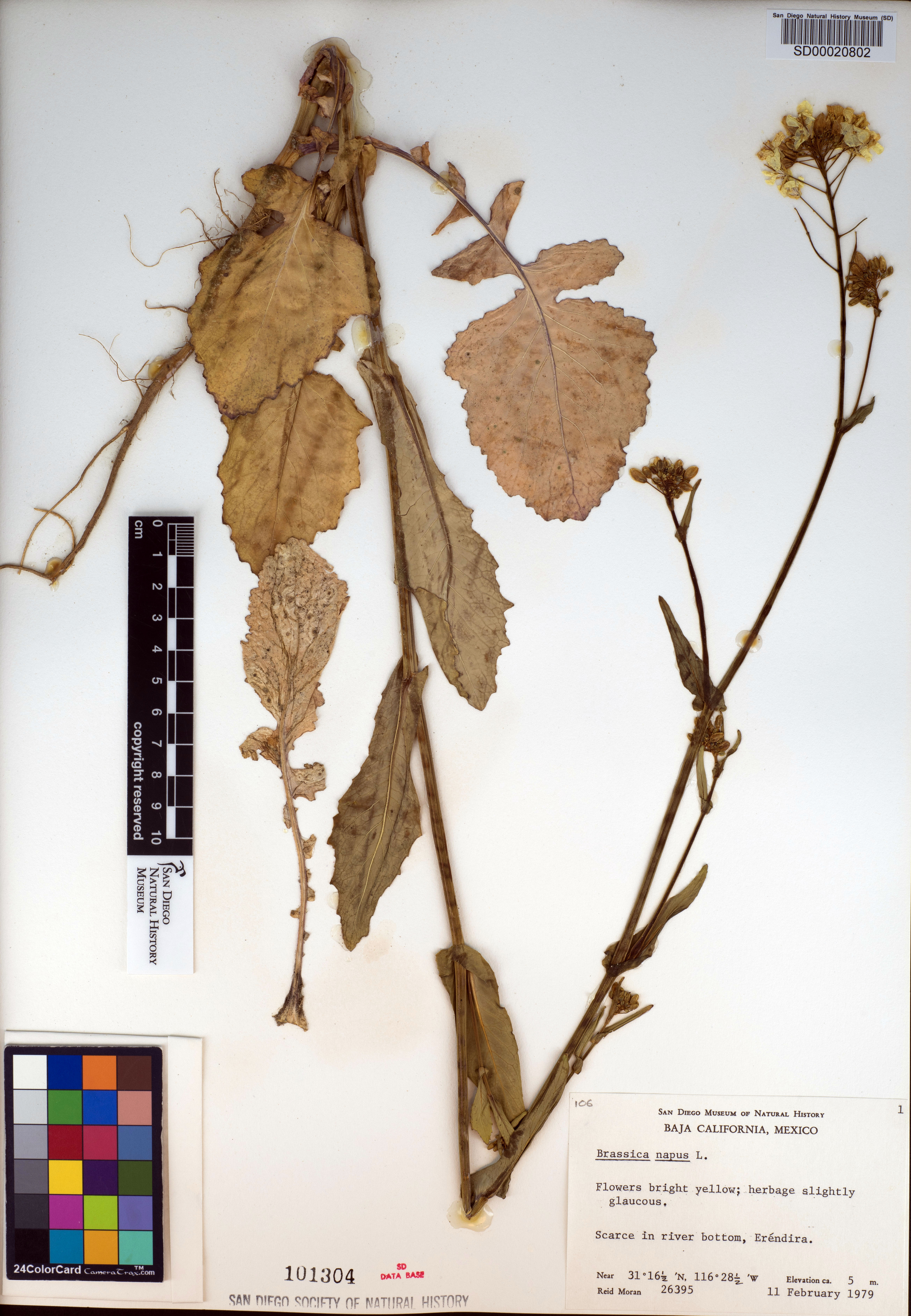 Chenopodium californicum image