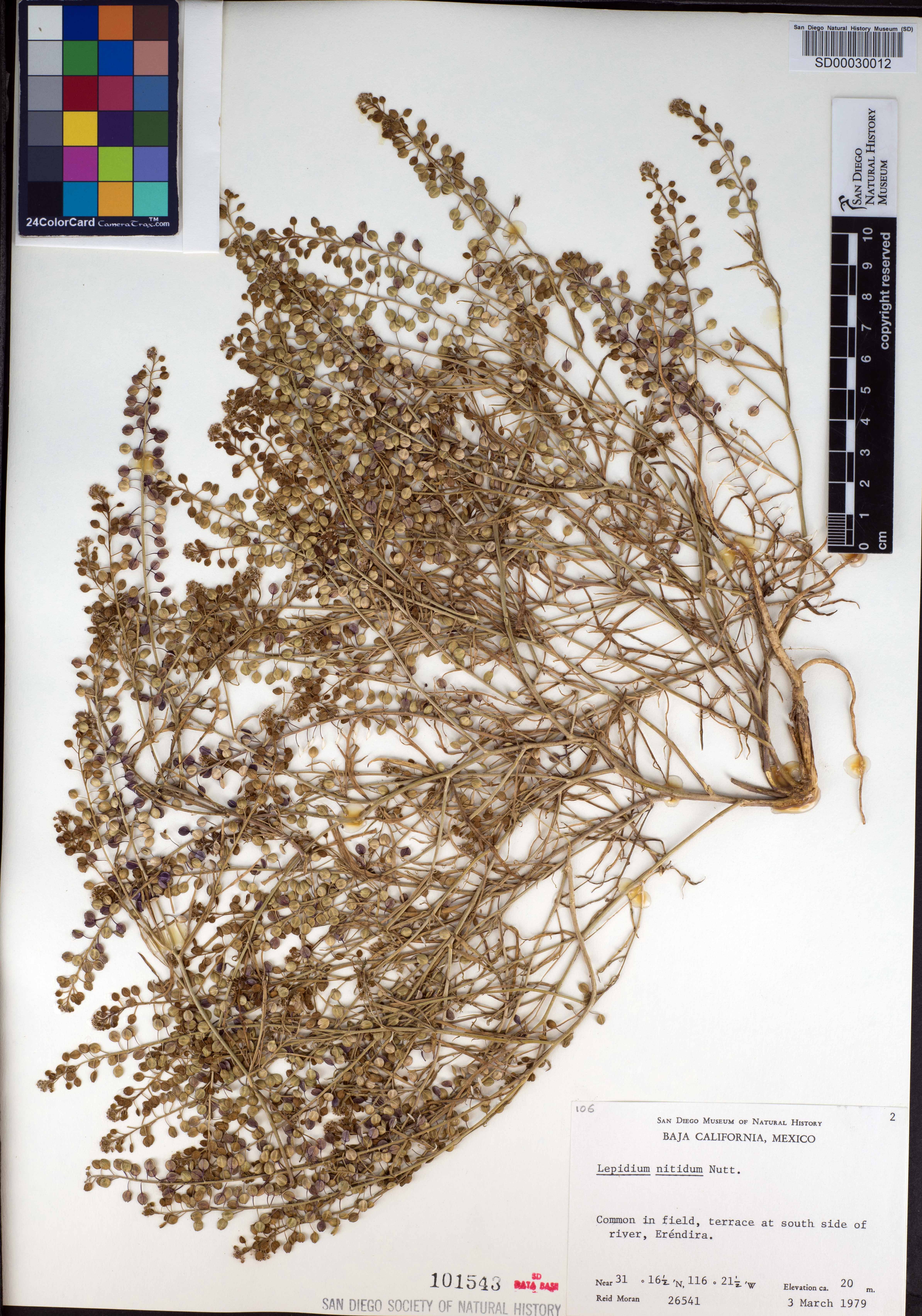 Lepidium nitidum image