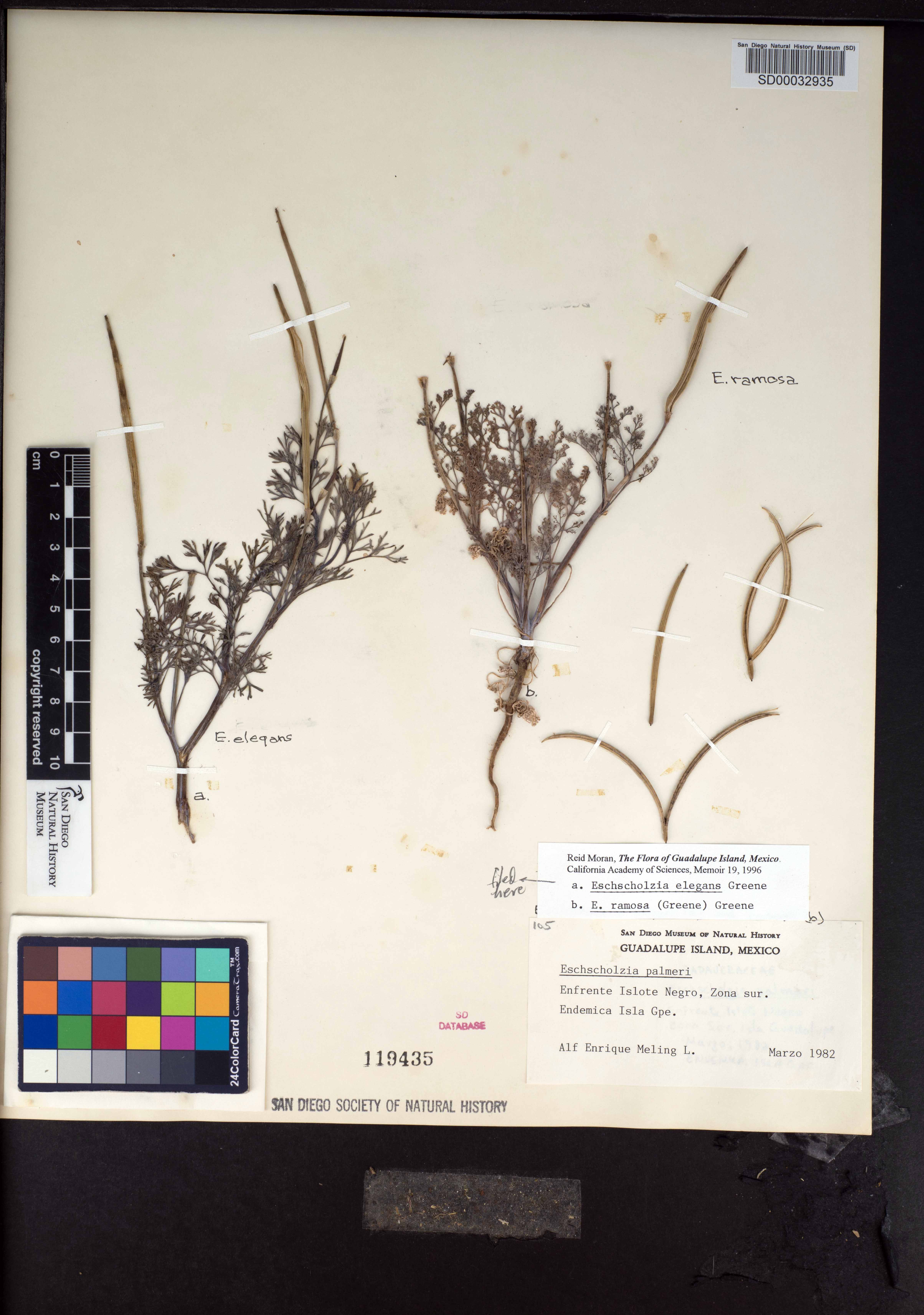 Eschscholzia californica subsp. californica image