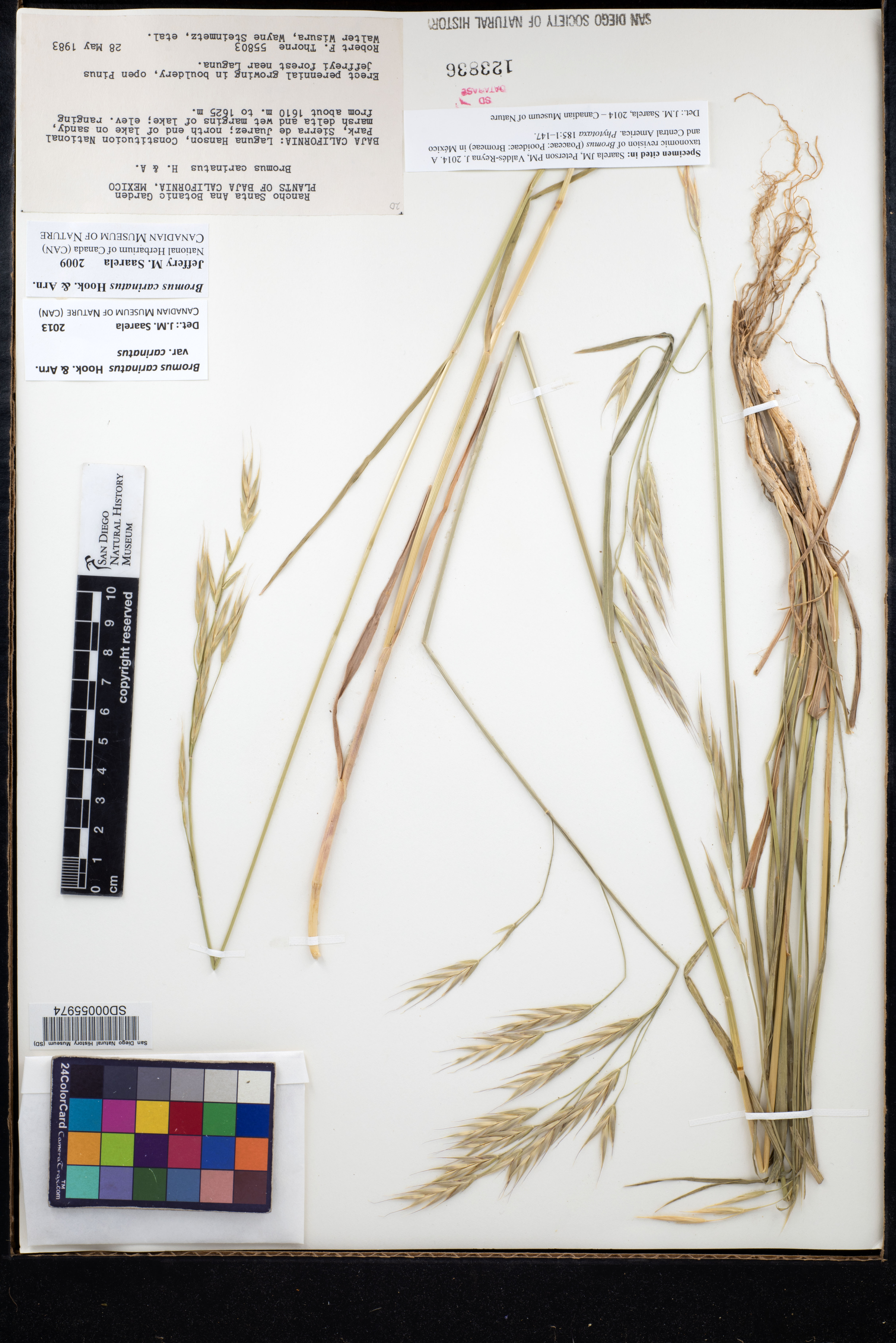 Bromus carinatus var. carinatus image