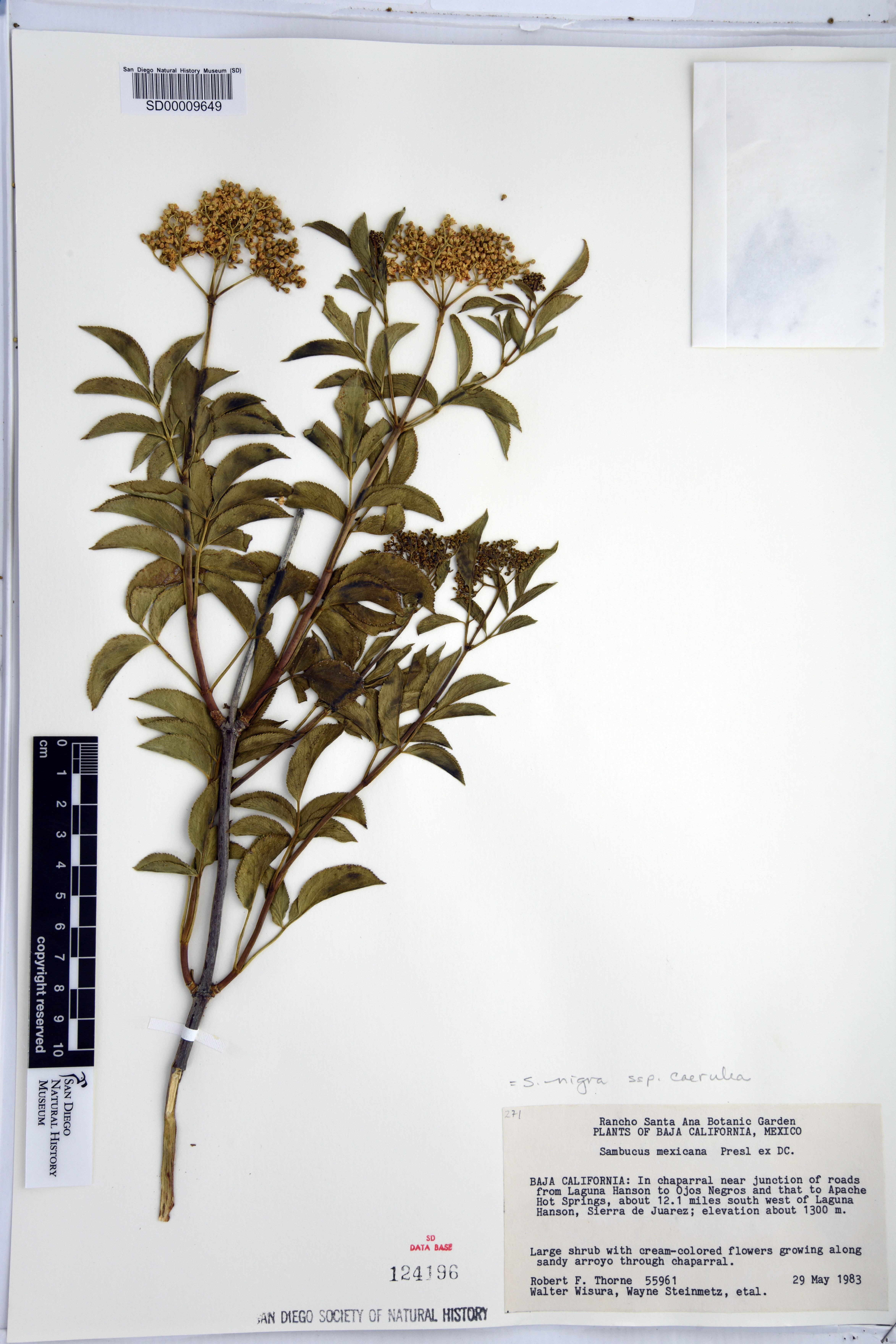 Sambucus caerulea image